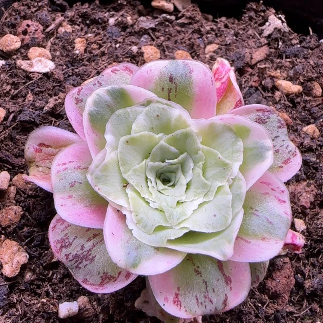 极****秋霖玫瑰十方杯928