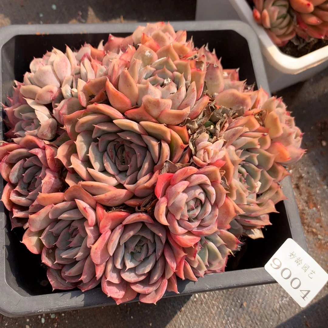 9084杂交多肉植物基地