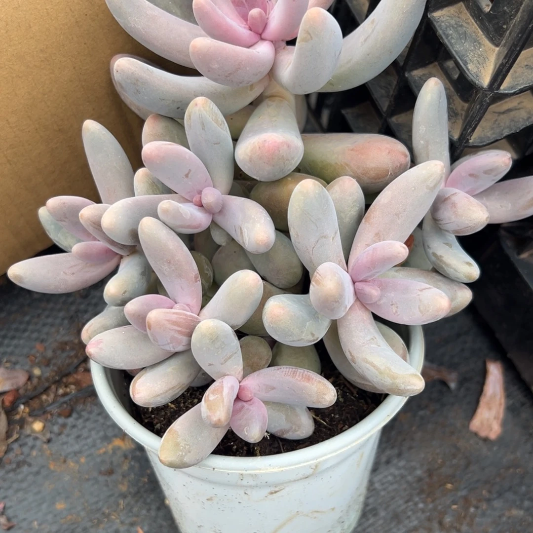 多肉植物小群红手指