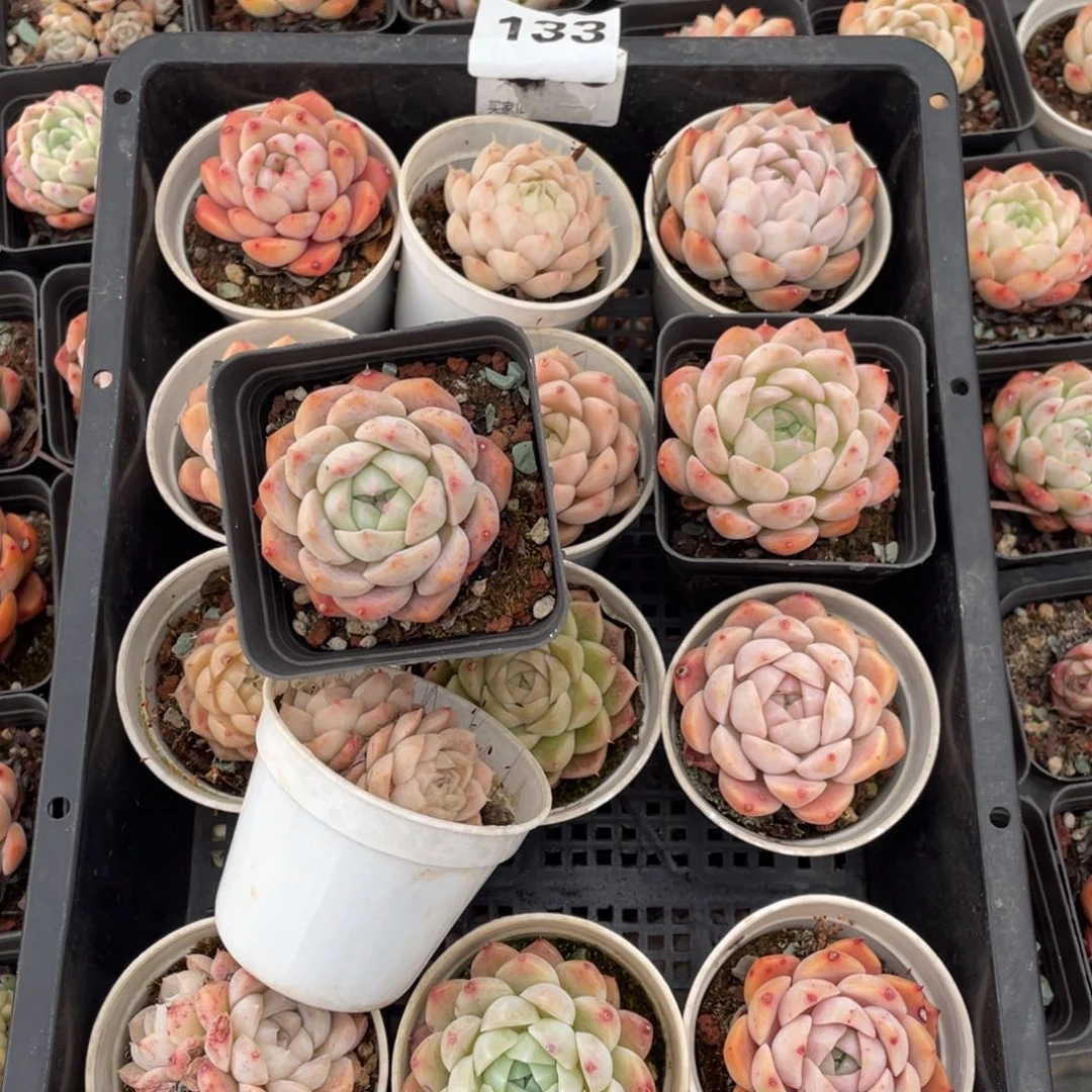 多肉植物十四个开播福利133