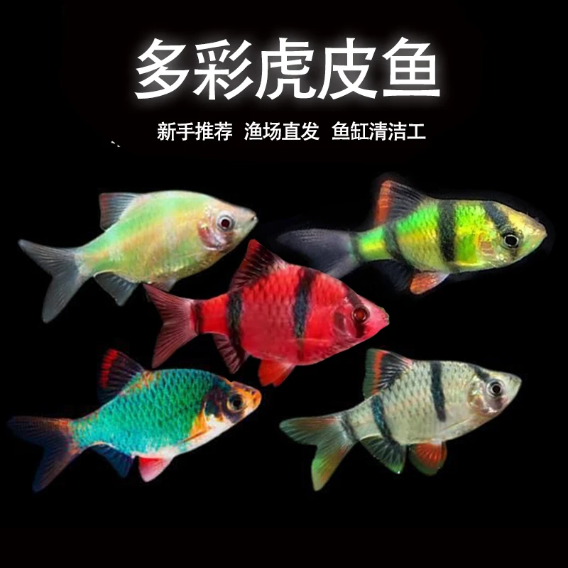 虎皮鱼集锦小型热带观赏鱼新手好养耐活可混养群游不褪色淡水鱼