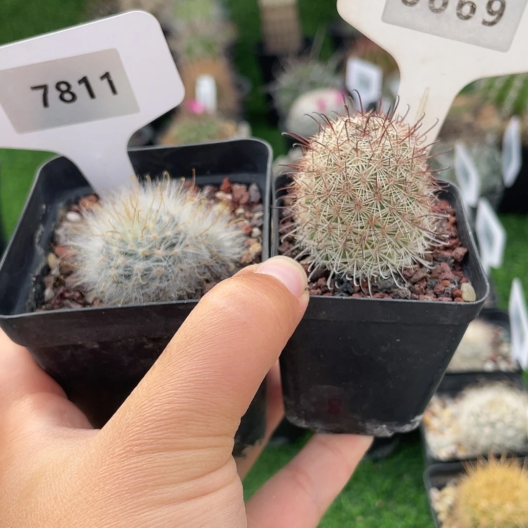 7811 和 6669 一起实生裸根发货