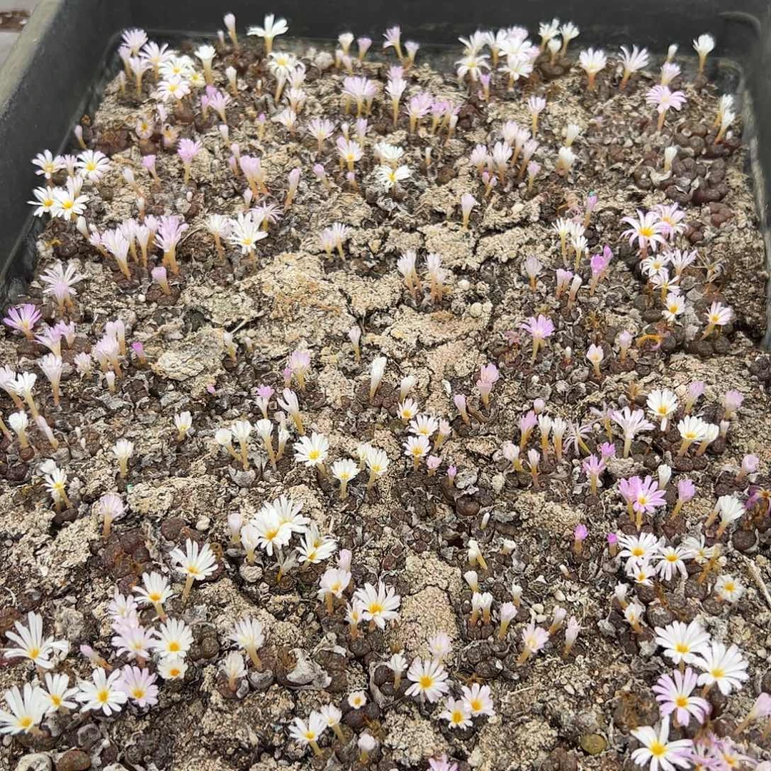 清框脱土发无售后默认有疤。29