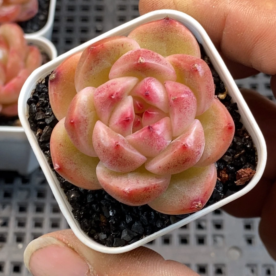 天官赐福百无禁忌