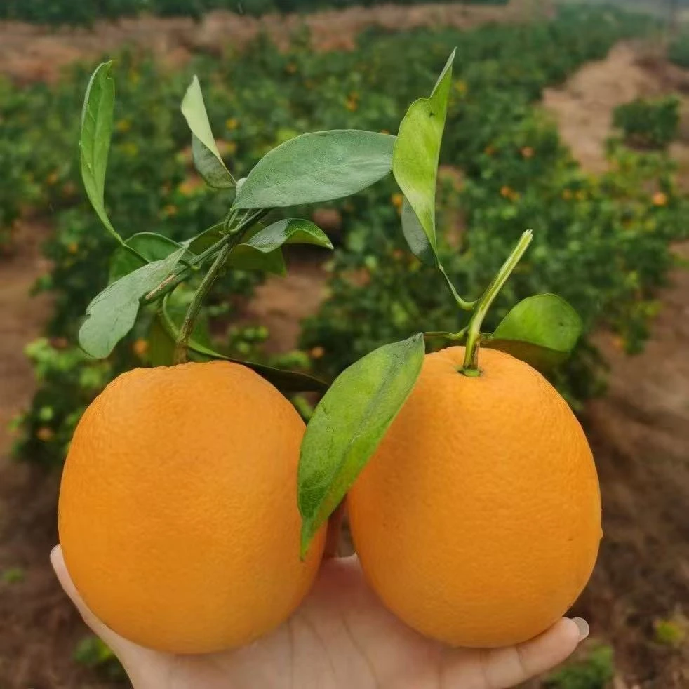 (依人轩精选)江西吉安脐橙现摘现发农家直销
