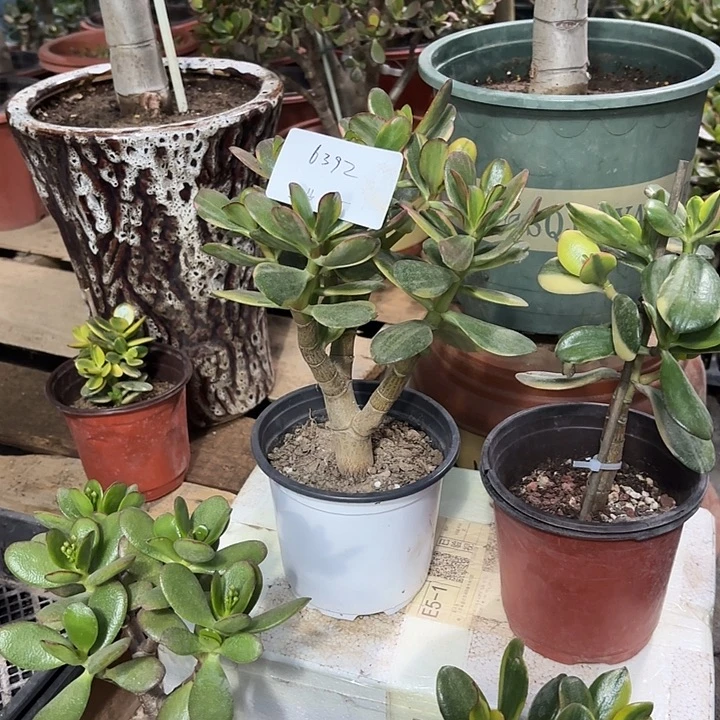 二***牛当前无花栽培后可以开花金玉满堂25