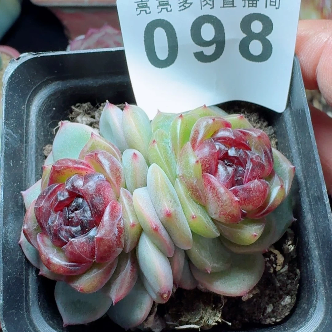 幽灵公主      愿你一路坦途，乘风破浪展宏图