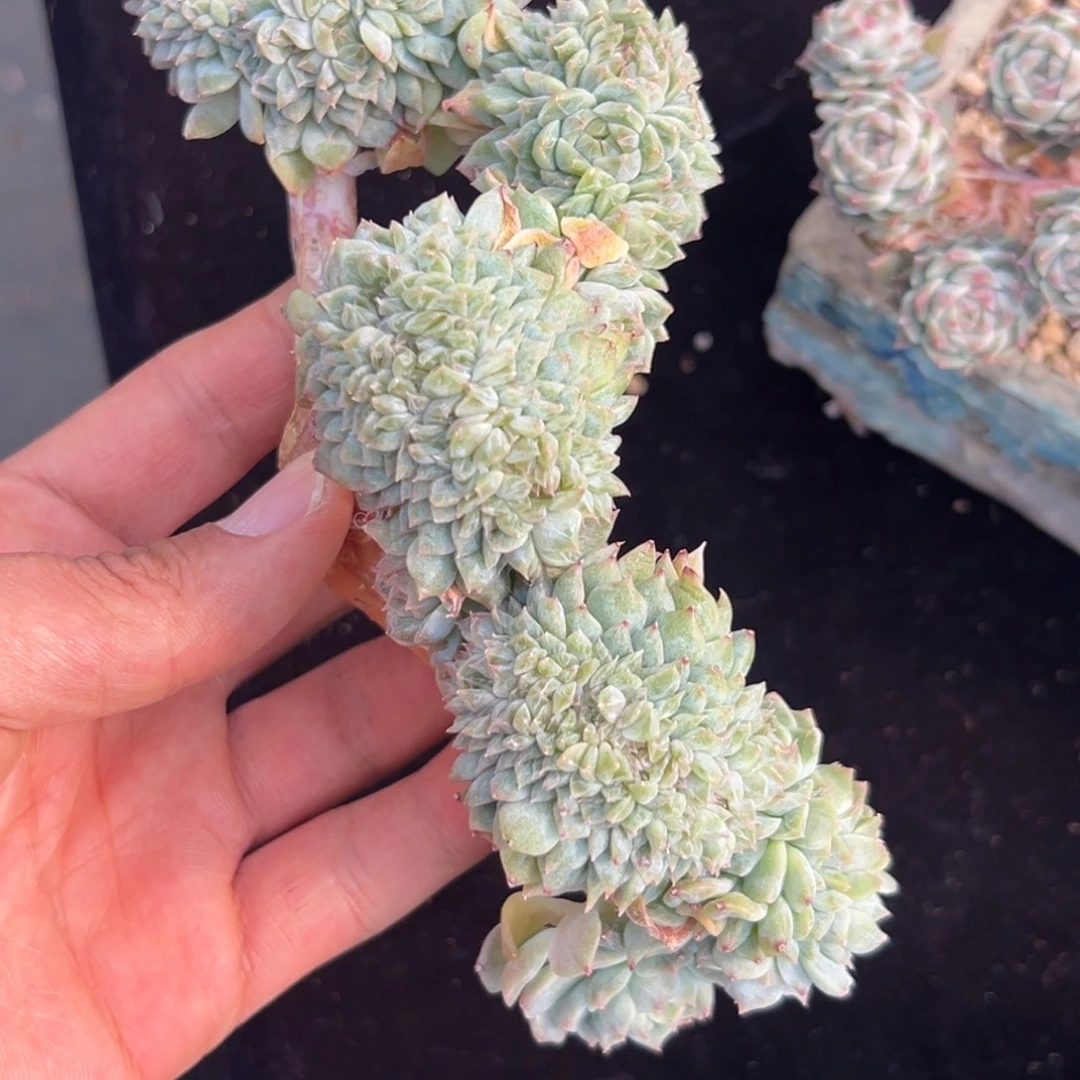 新年快乐 新年快乐