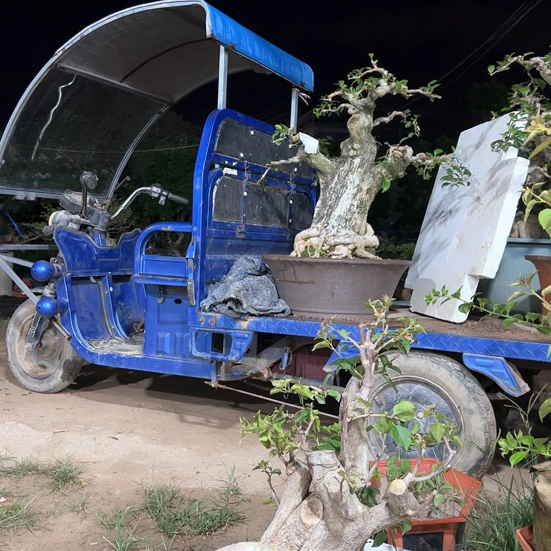 完全开放李*三角梅