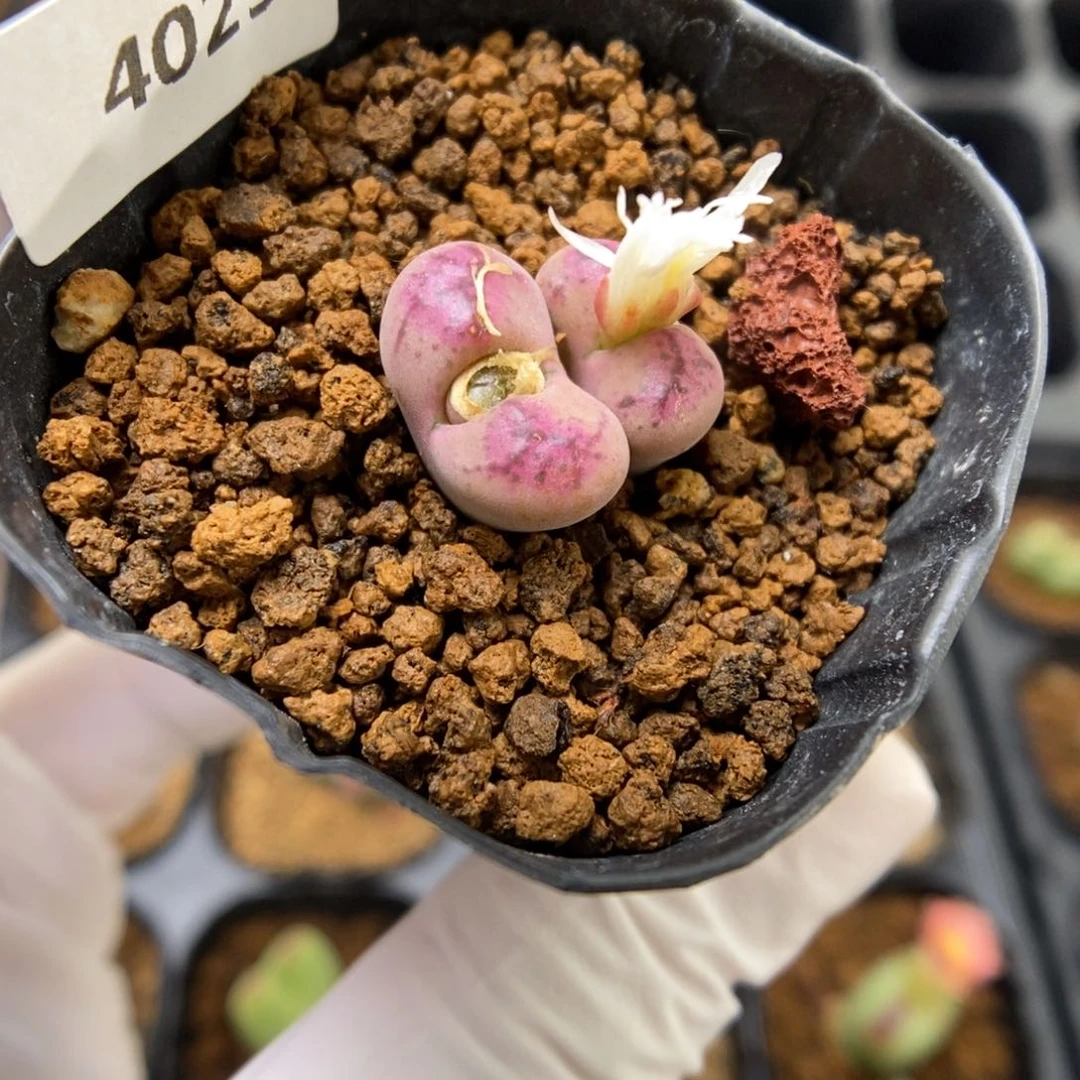多肉植物肉锥杂交K-4029 风铃杂腮红 粉油皮