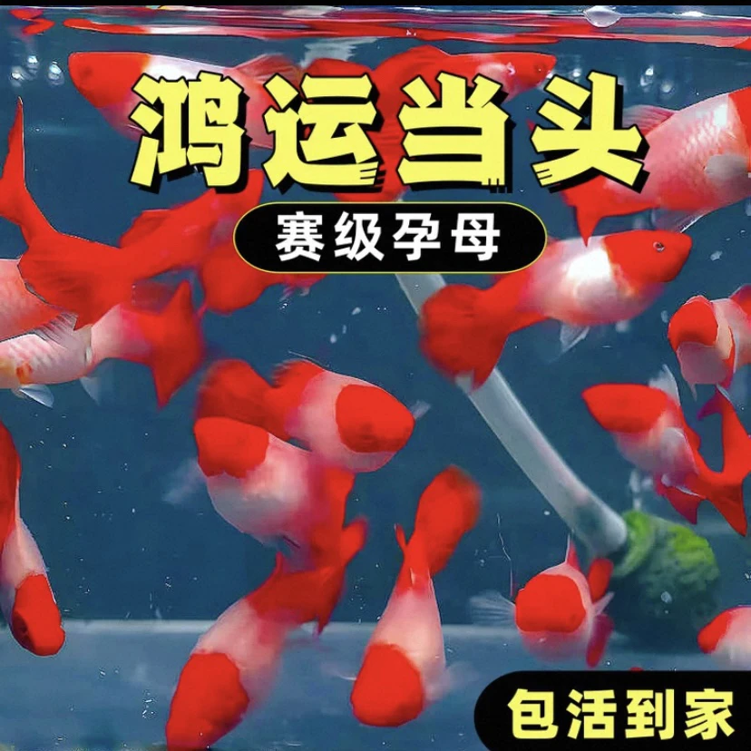 鸿运当头孔雀鱼纯种红头转运热带鱼精品好养小型胎生观赏鱼