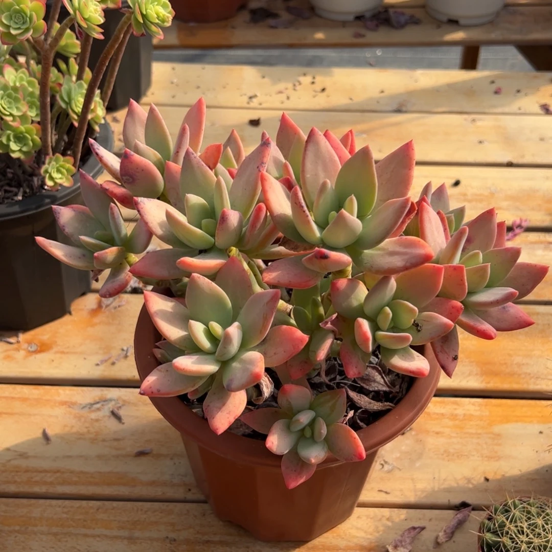 多肉芒果美人【非偏远满18包邮】