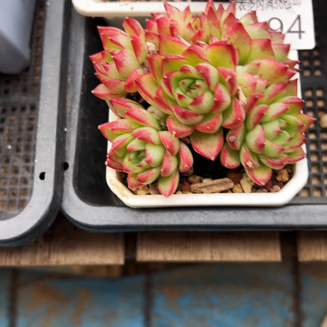 多肉一物一拍植物