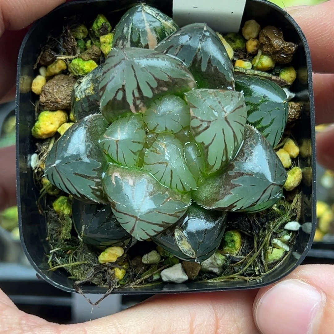 115巨大丸叶龙爪玉露锦一物一拍