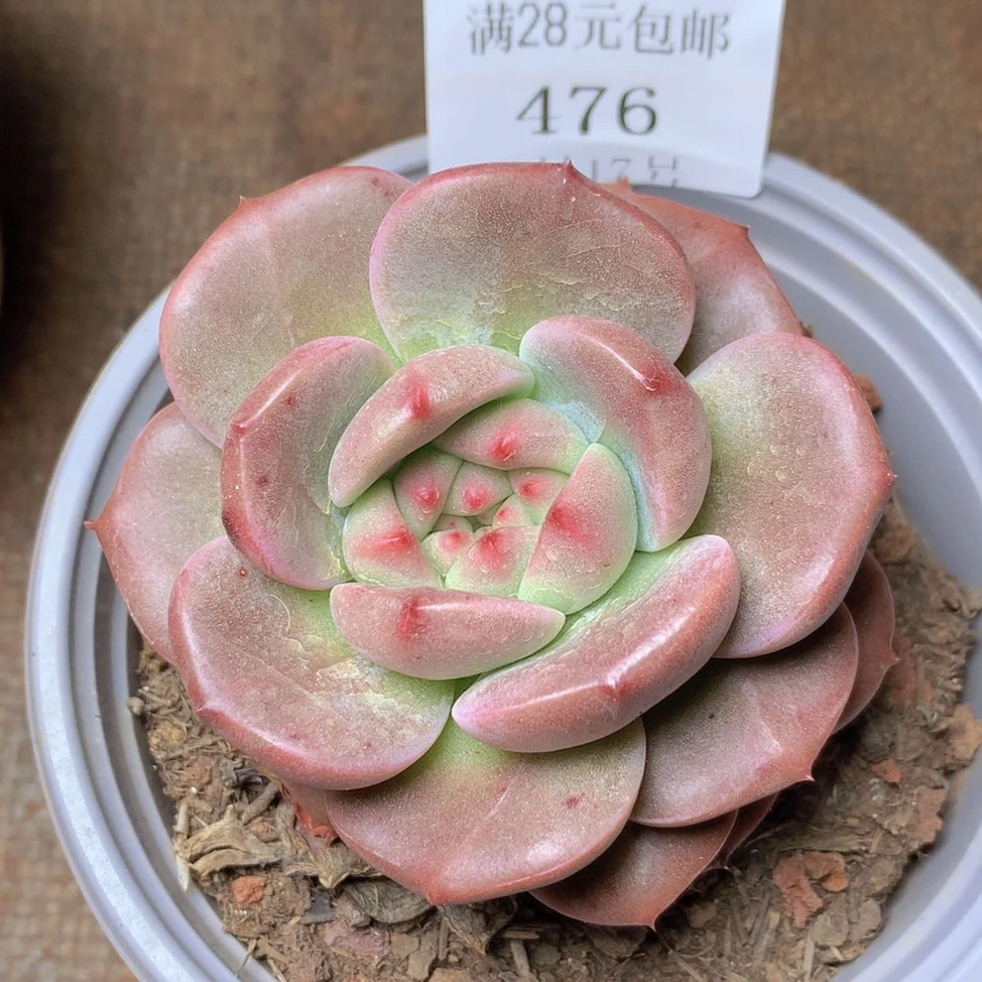 【闪购商品】云476号Q橙7厘米