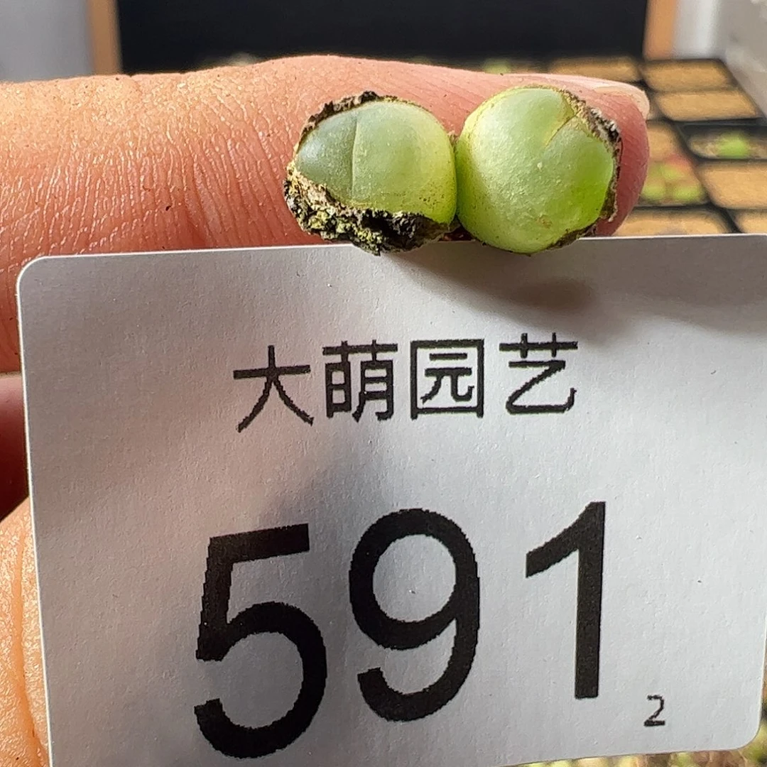一物一拍。    591