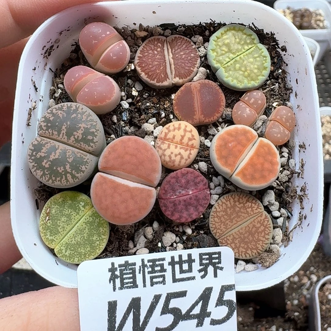 多肉植物的润泽wfv