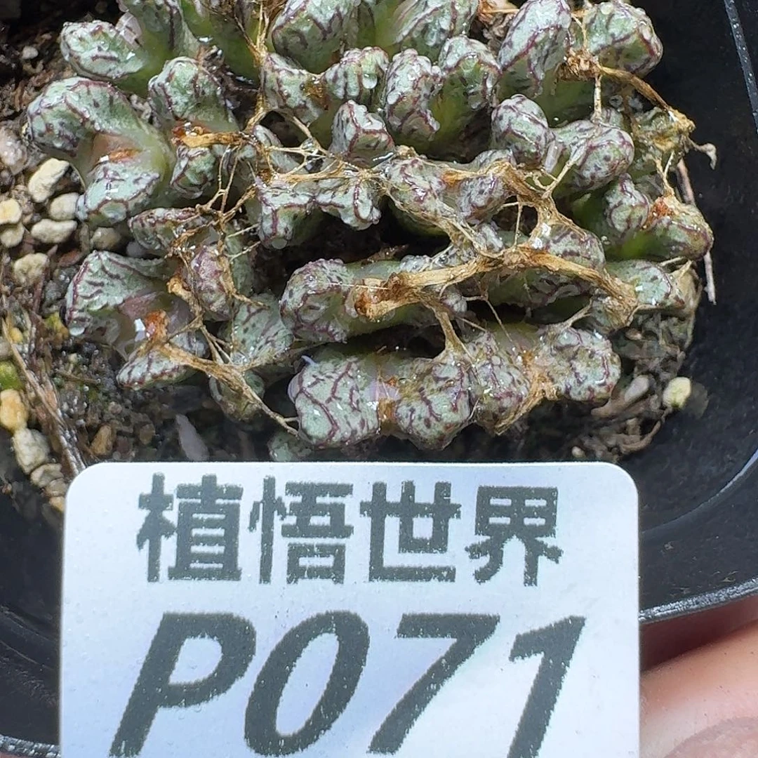 多肉植物的人生fhhnj