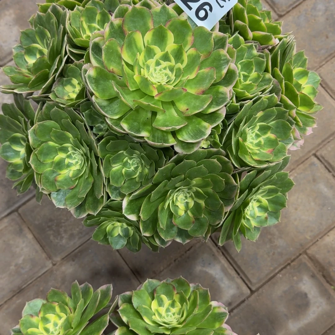 小***儿海仙儿老桩326肉肉肉