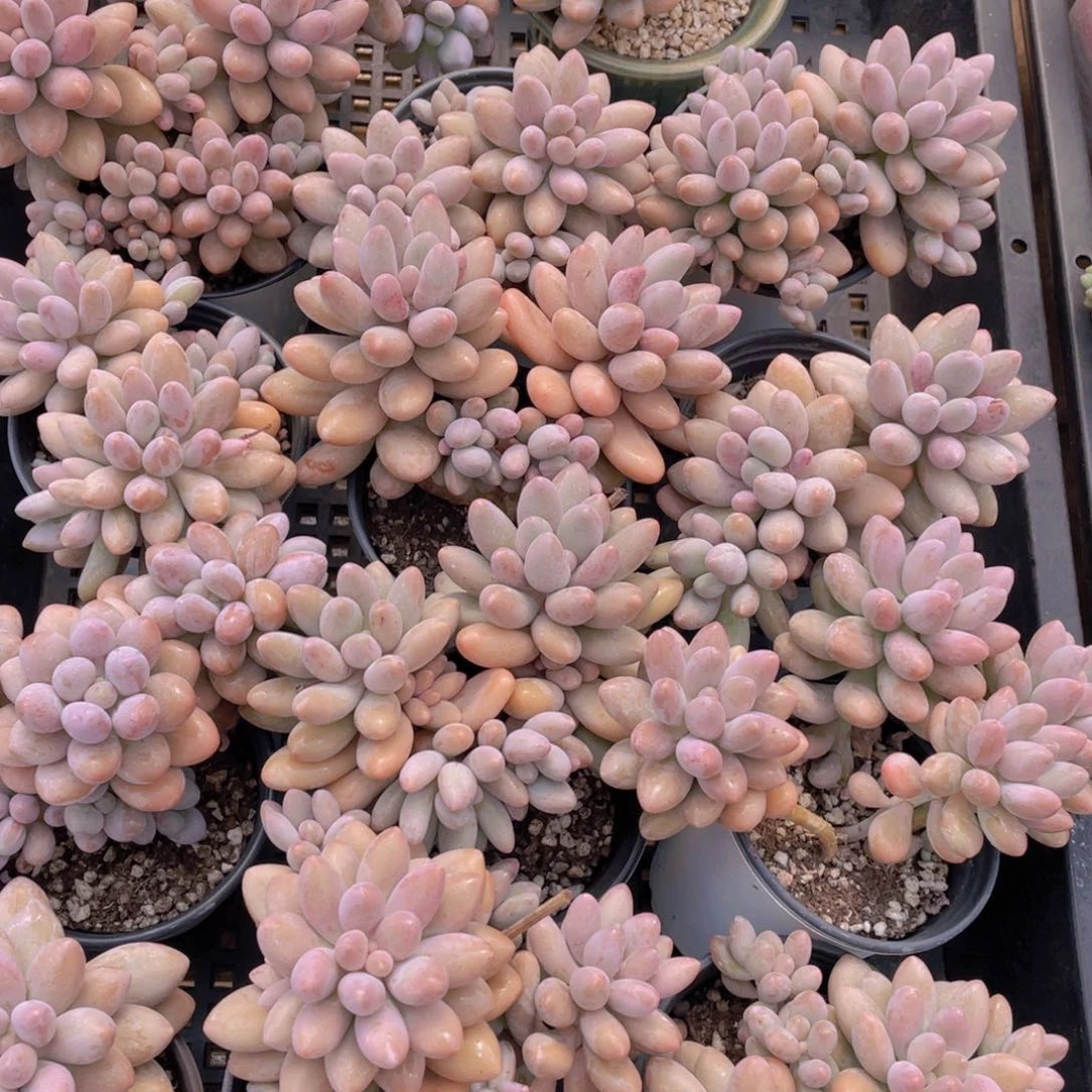 量拍27号 肥胖汤圆大群生一个