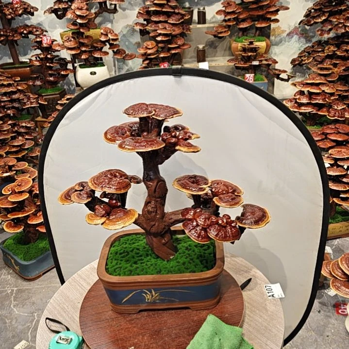 灵芝盆景高端大气上档次