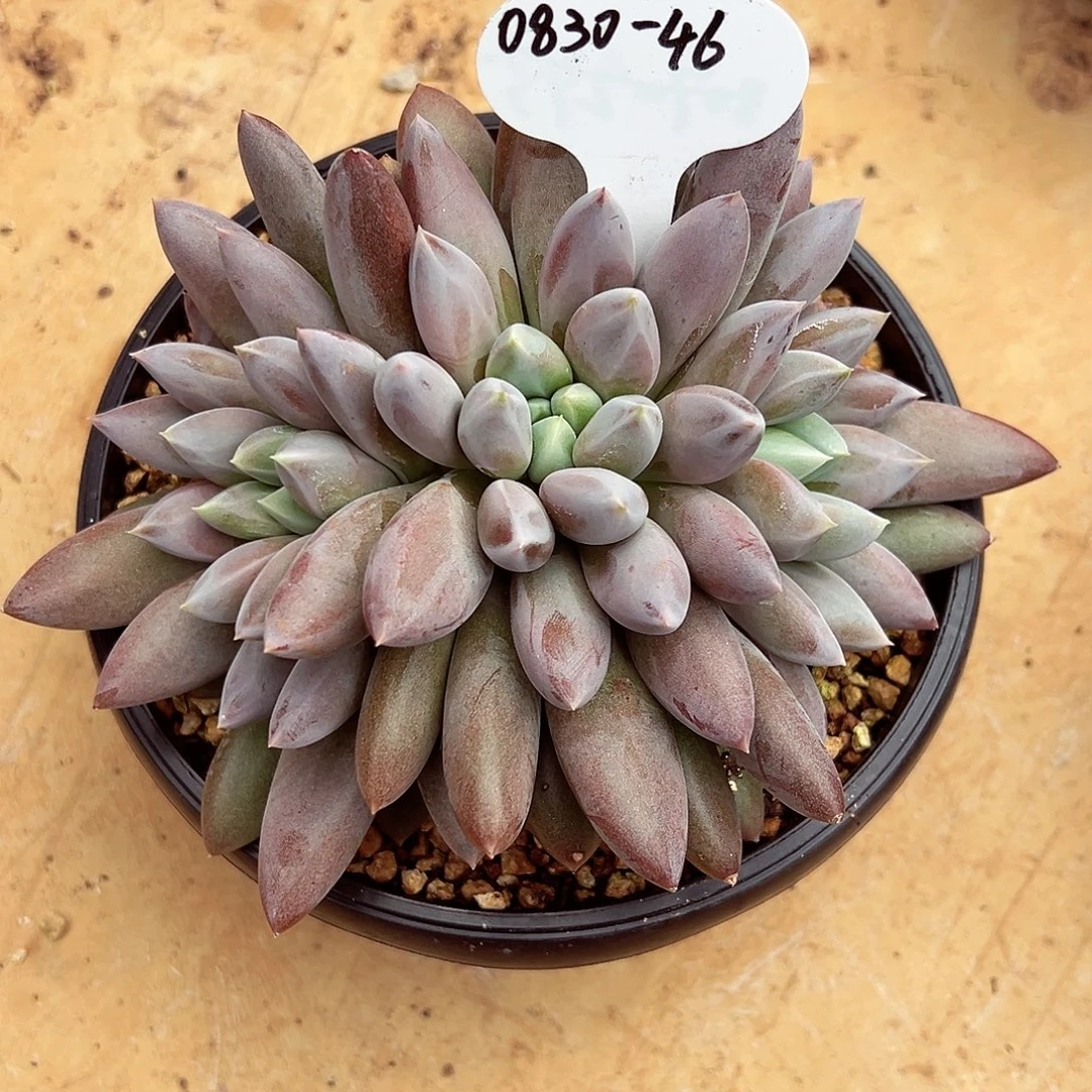 0830-46焦糖哥特萝莉