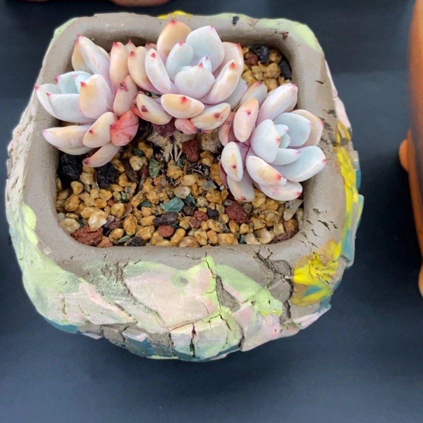 【闪购商品】剑司杂