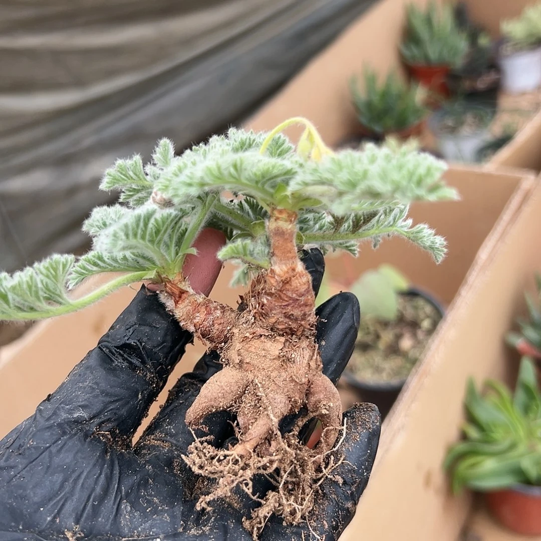 多肉植物雨衣洋葵
