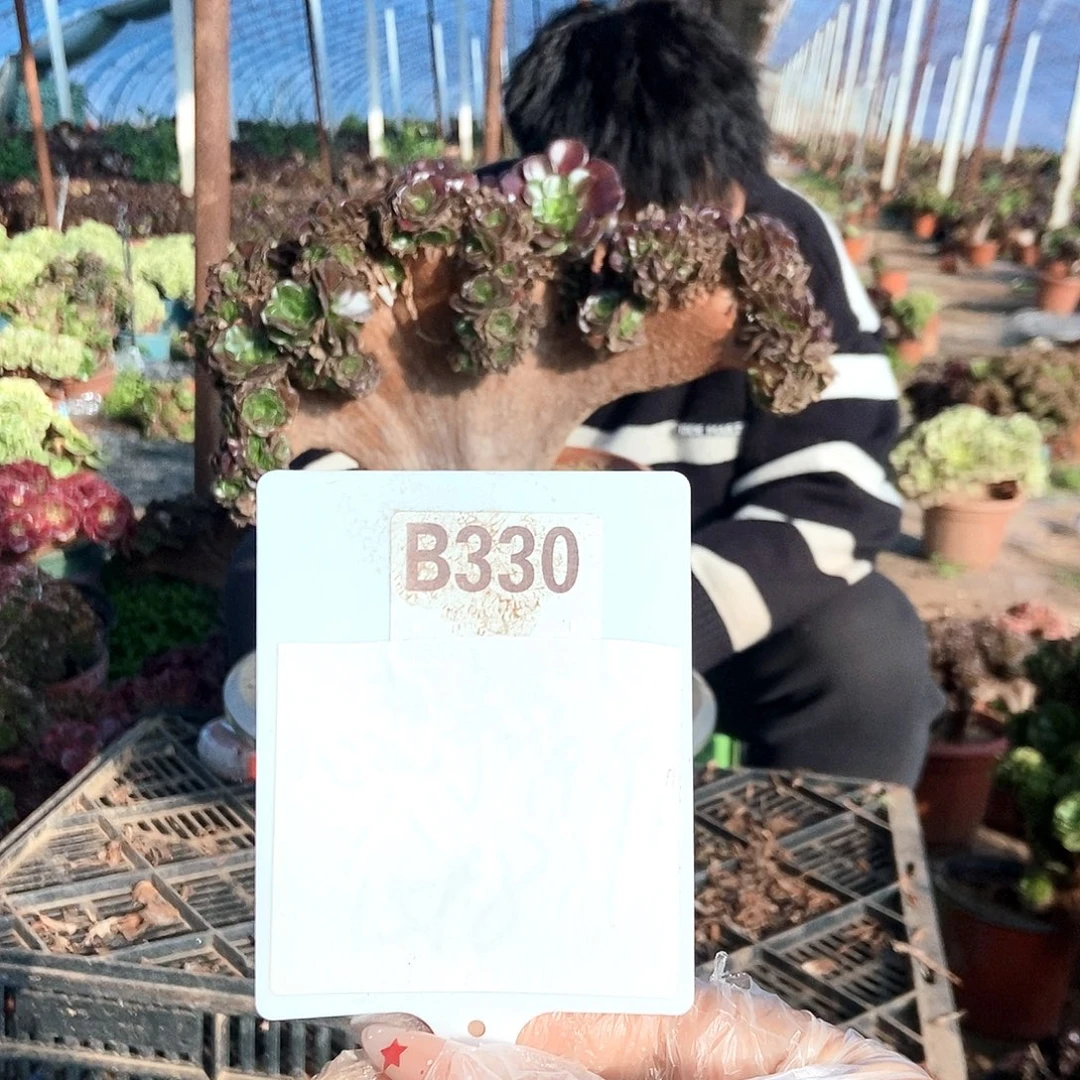 哈***，完全开放欧紫缀化330B