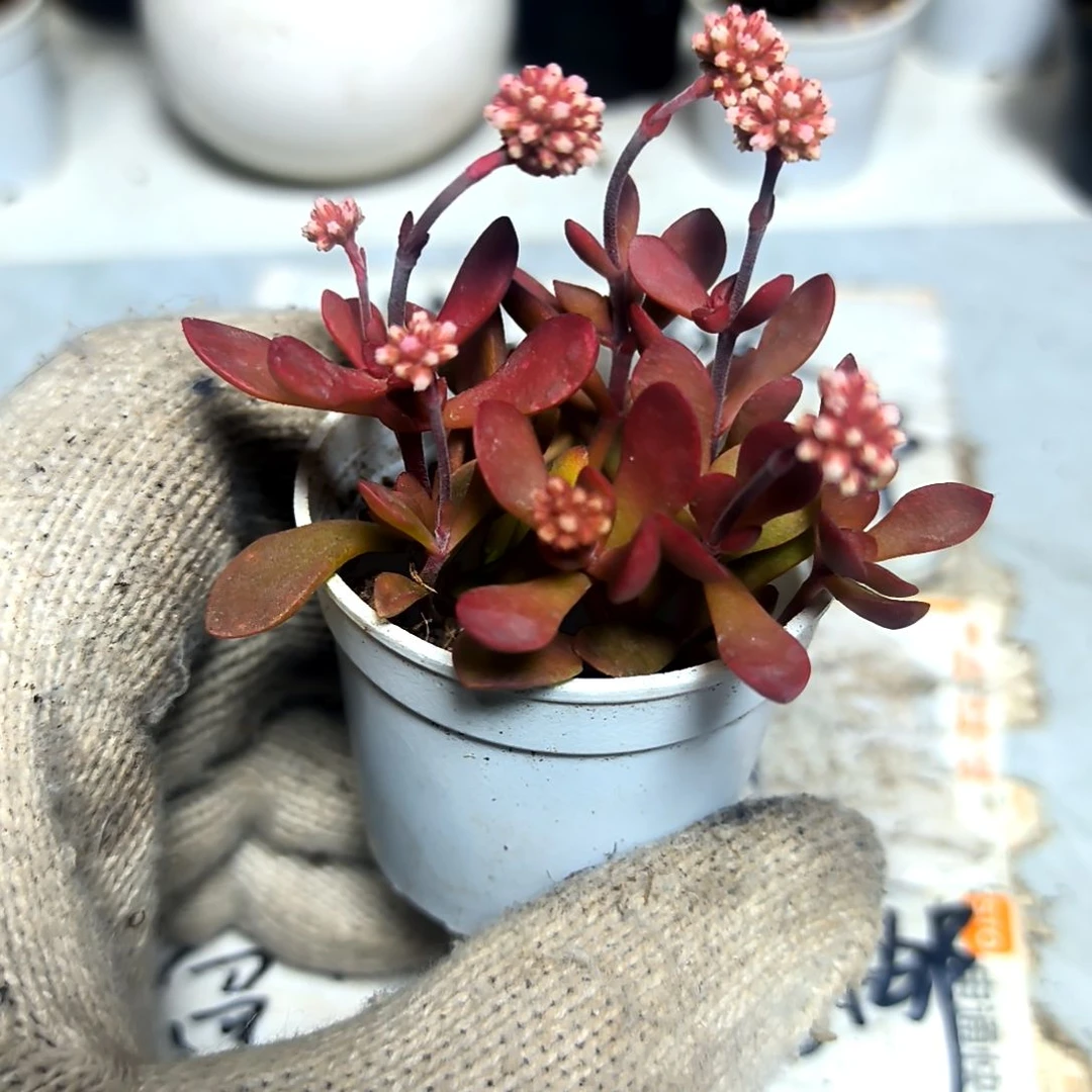 ，满9元包邮，红稚儿拇指盆