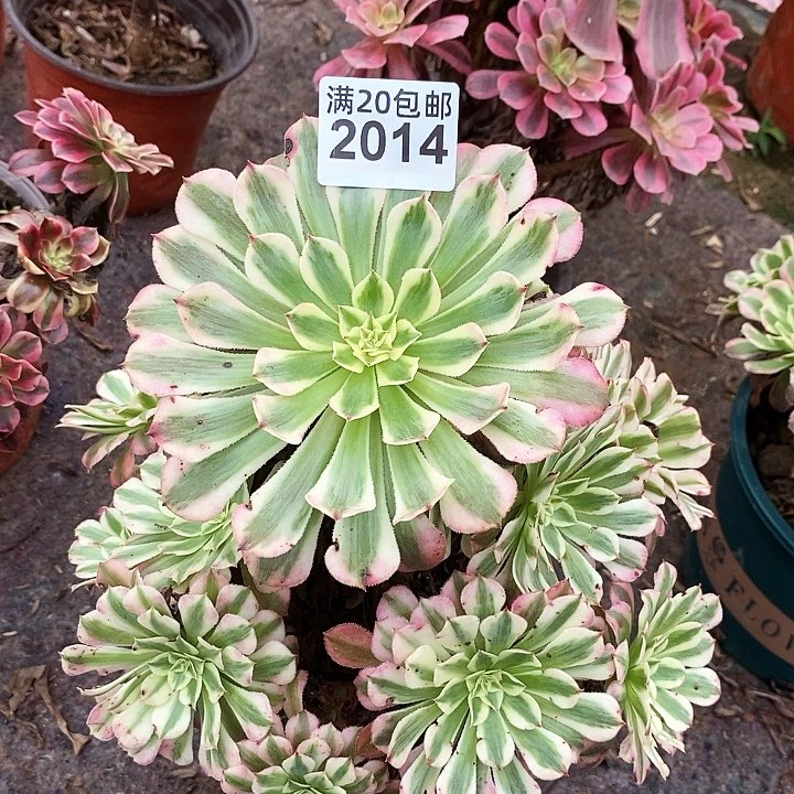 2014 一颗法师多肉