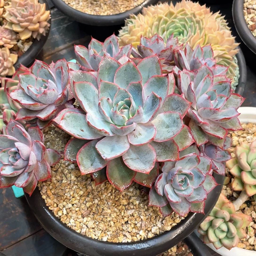 多肉植物一物一拍