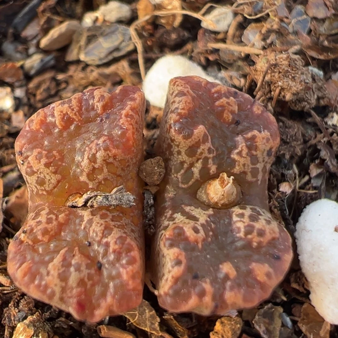 71多肉植物百科知识