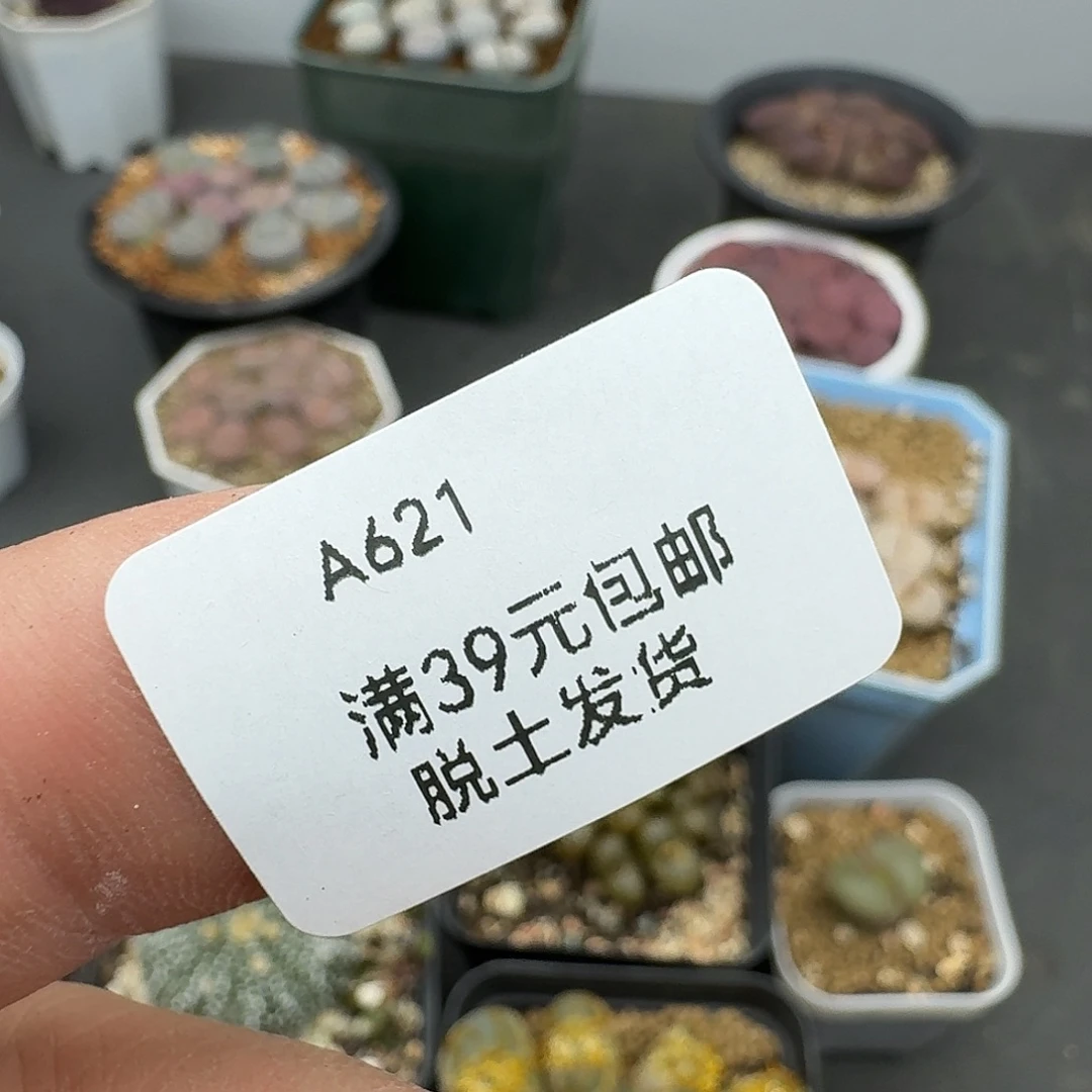 梦***空621多肉哈哈哈哈哈哈哈