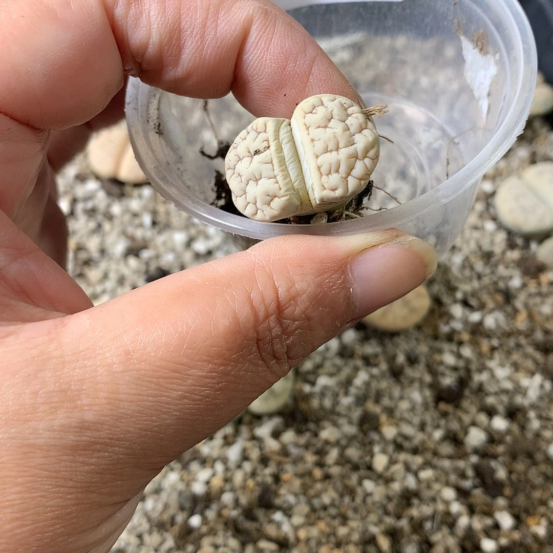 浅***雨E120多肉植物保护研究所