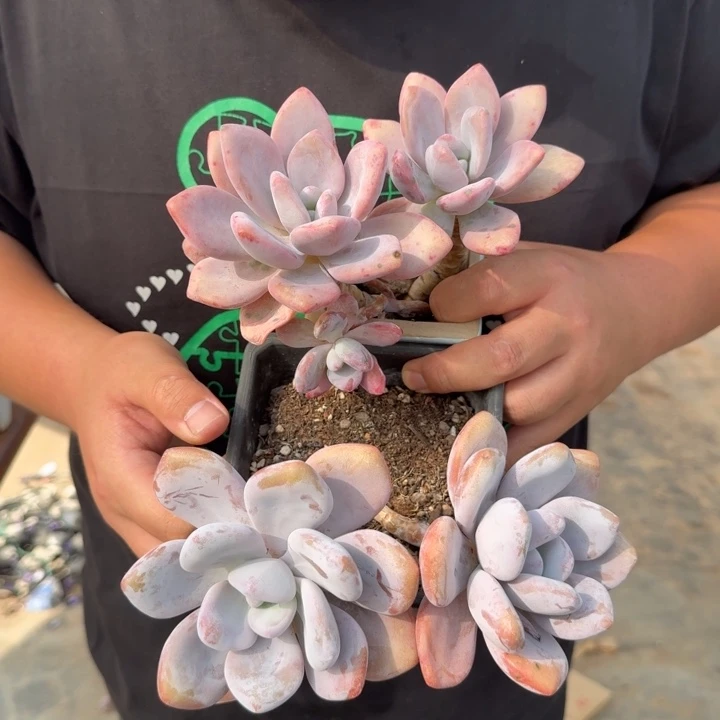 粉兔双头起发两盆