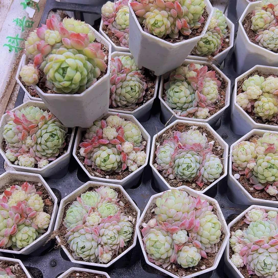 羊脂球带盆带土19包邮多肉