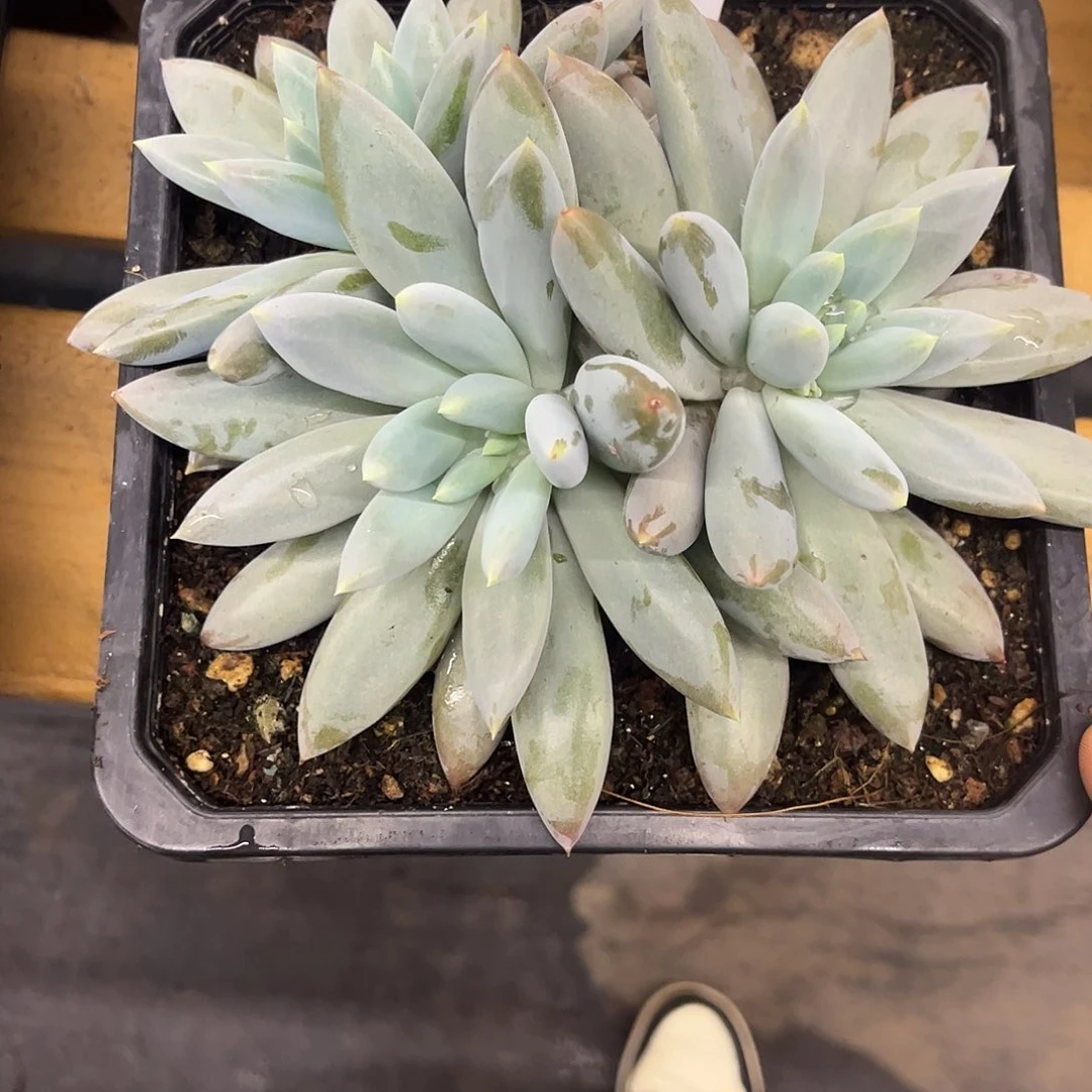 114哥特。
