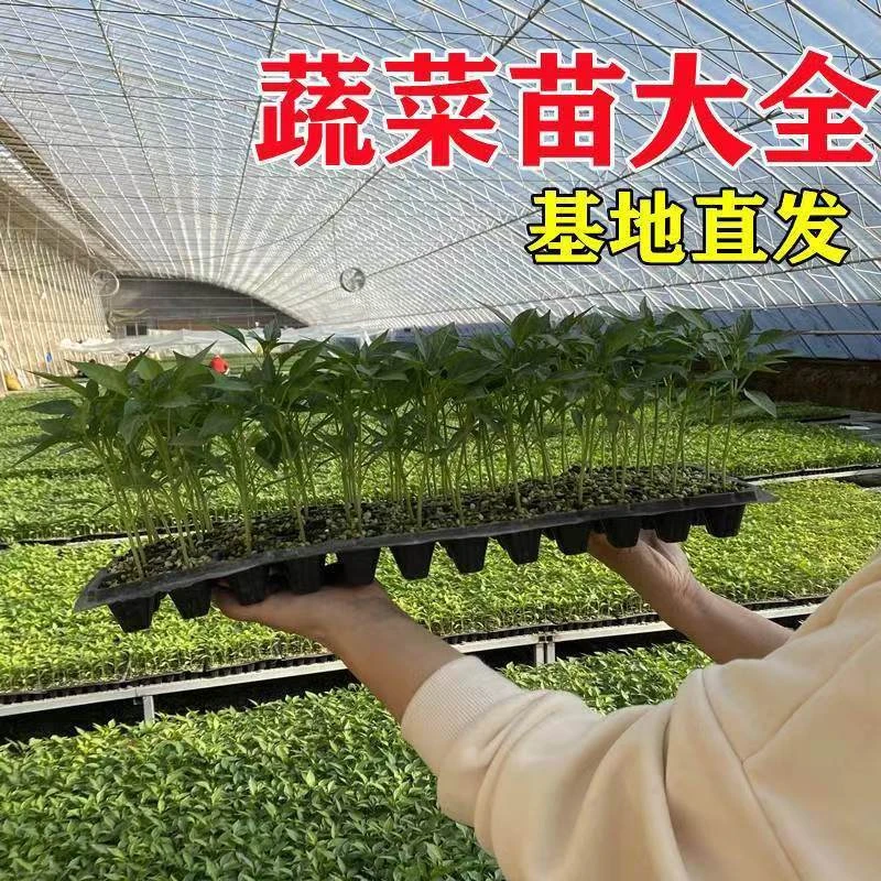 辣椒苗 茄子苗 西红柿苗  搭配套餐