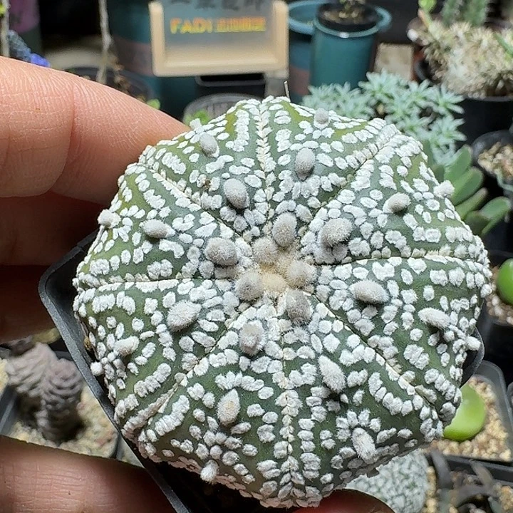 220超兜带盆发货实生