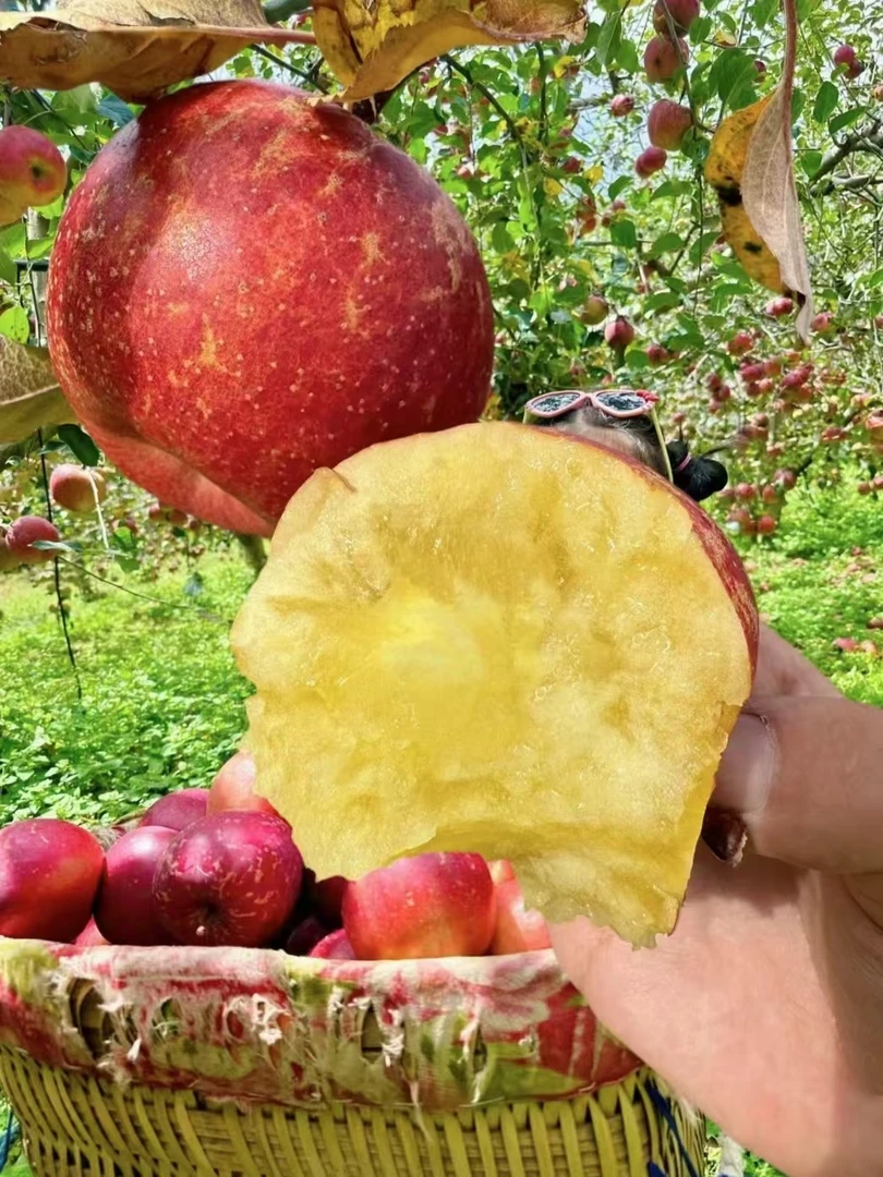 2025昭通糖心丑苹果