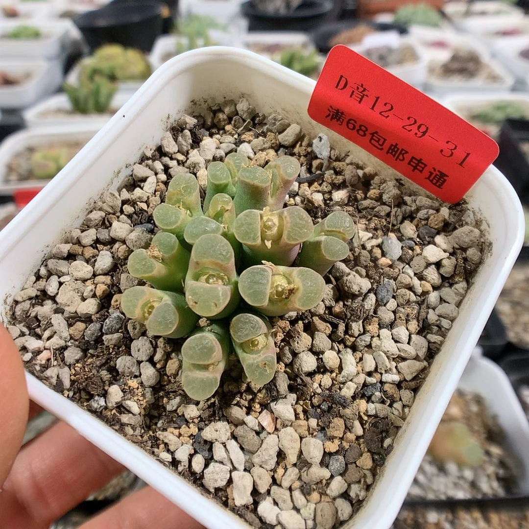 12-29-31     瑕疵风铃