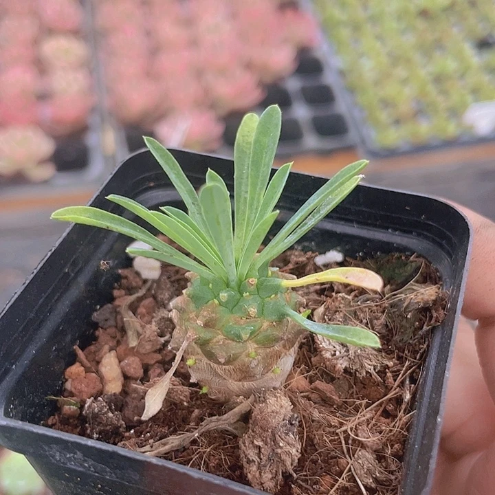 峨眉山精品多肉量拍