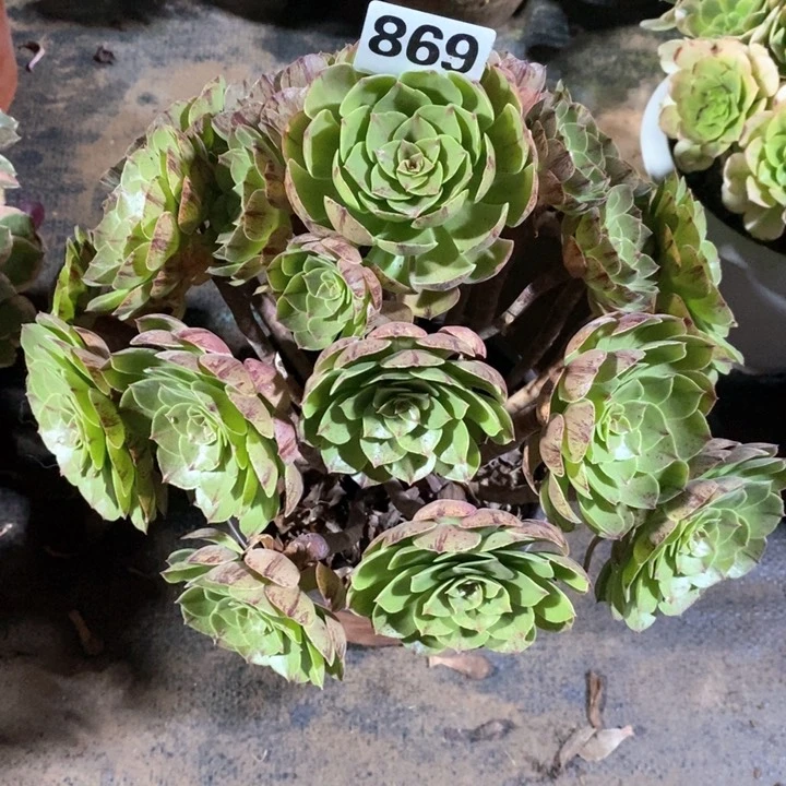 法师一物一拍869