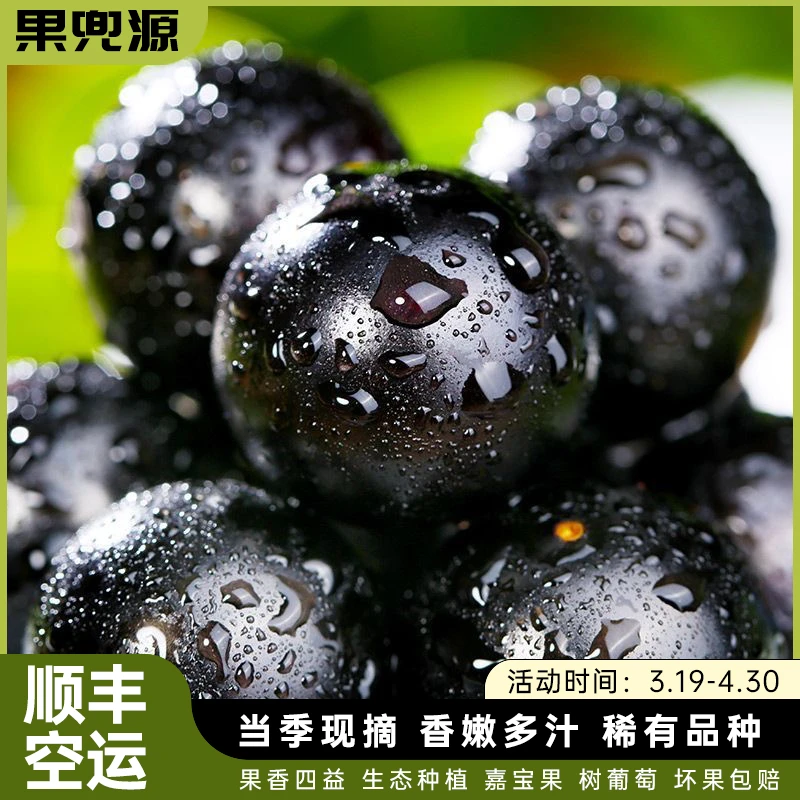 正宗嘉宝果鲜果树葡萄嘉宝果新鲜孕妇热带稀奇古怪的水果顺丰空运