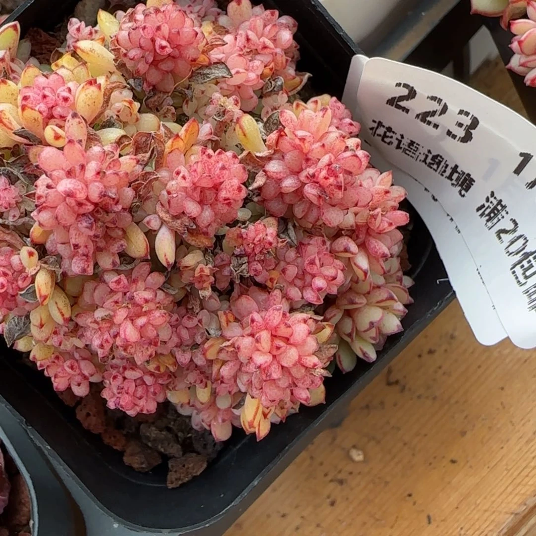 花语逸镜0119-223甜茶