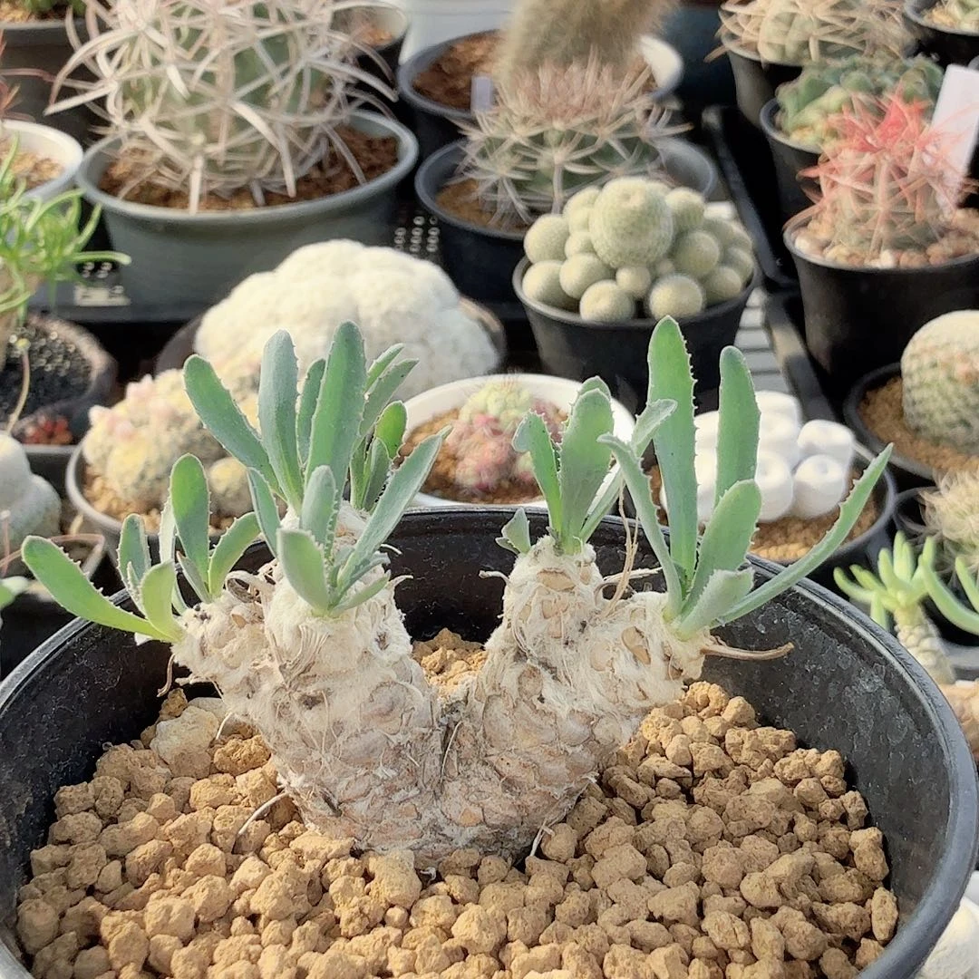 刨花厚墩菊脱土发货