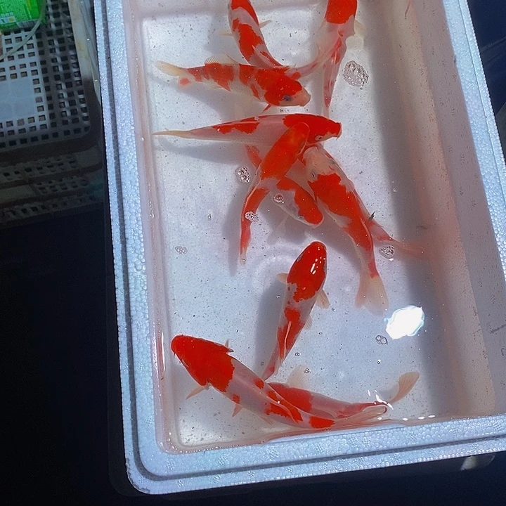 清***昏锦鲤锦鲤活鱼开箱包活