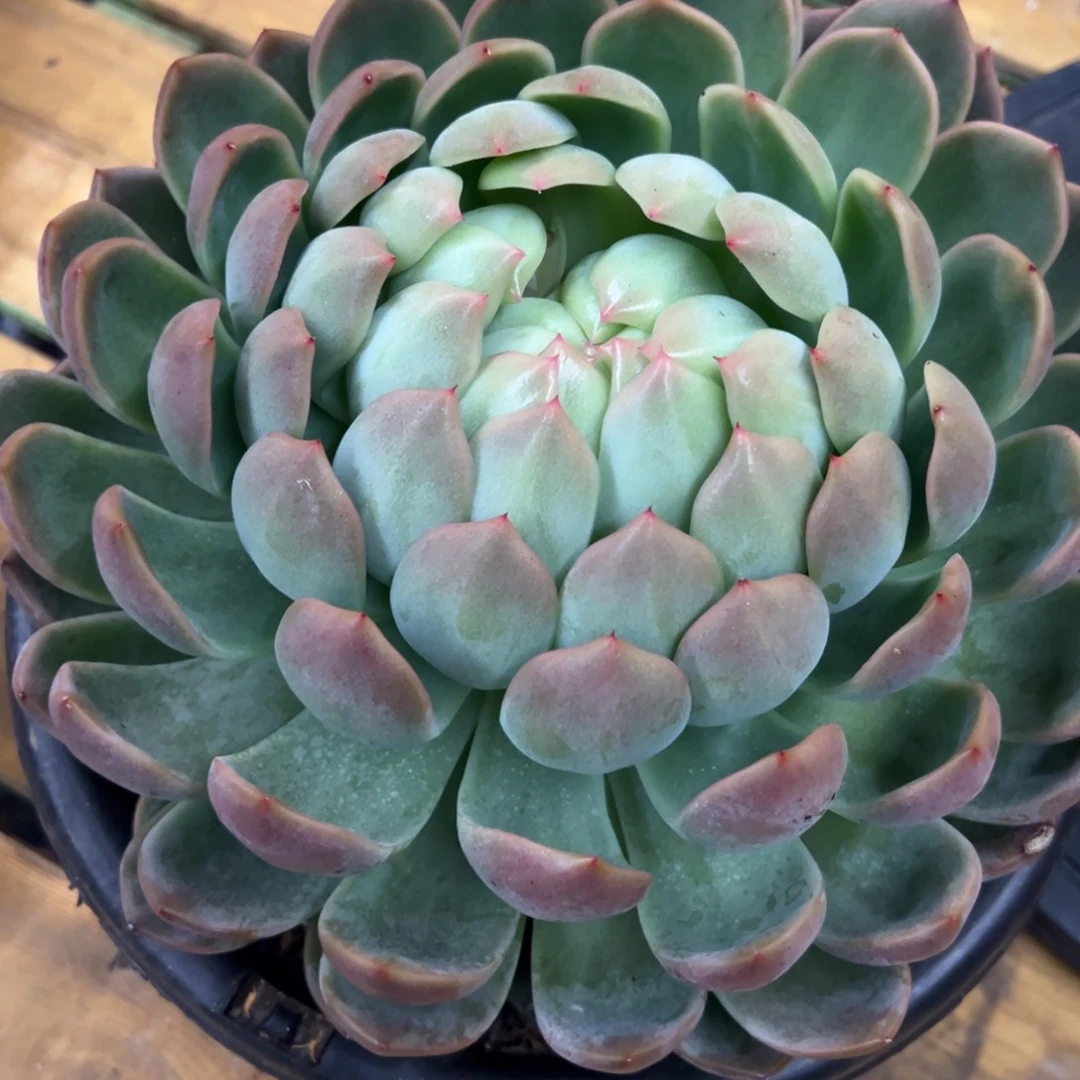 家****8888888888888888