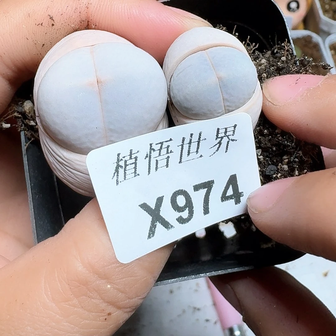 974号多肉植物哇c v